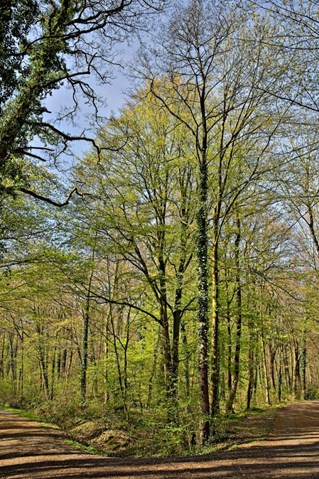 Weggabelung im Wald